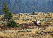 On The Move. Photo by Dave Bell.