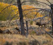 Leaving With His Women. Photo by Dave Bell.