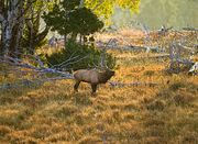 Morning Sun. Photo by Dave Bell.