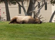 Perfecting The Art Of Bugling While Laying Down. Photo by Dave Bell.