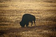 Backlit Buffalo. Photo by Dave Bell.