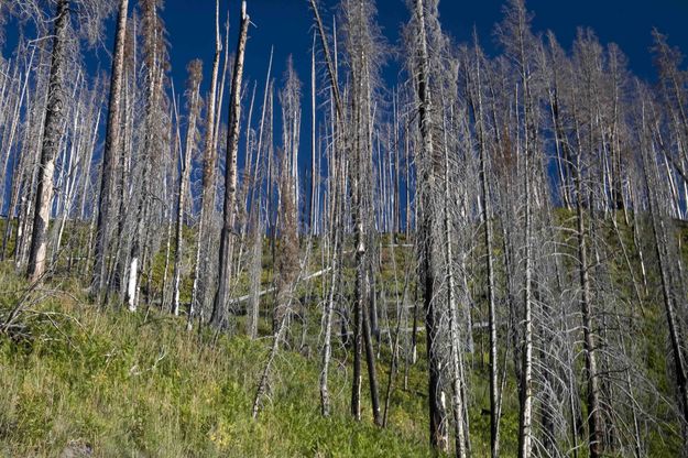 Yellowstone Contrasts. Photo by Dave Bell.