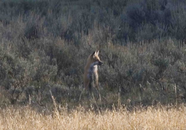 Yellowstone Fox. Photo by Dave Bell.