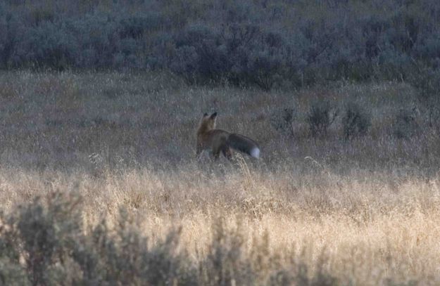 Thats Some Fox Tail. Photo by Dave Bell.