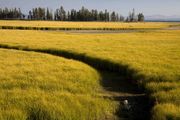 Yellowing Fall Grasses. Photo by Dave Bell.