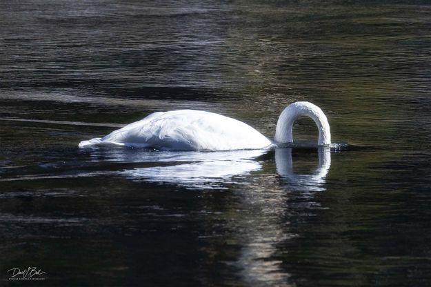 Swan Arch. Photo by Dave Bell.