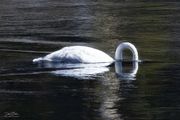 Swan Arch. Photo by Dave Bell.