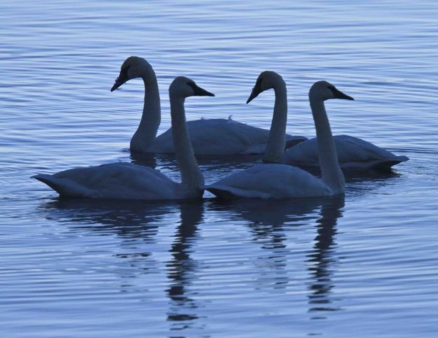 Swan Dance. Photo by Dave Bell.