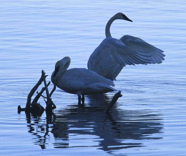 Morning Preening. Photo by Dave Bell.