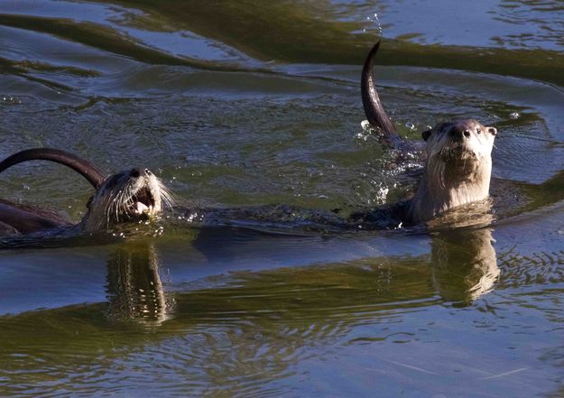 Curious. Photo by Dave Bell.