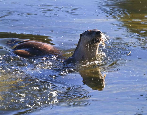 Otter Water. Photo by Dave Bell.