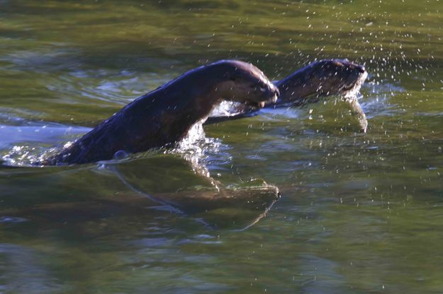 Leaping Otters. Photo by Dave Bell.