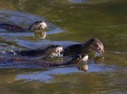 Four Times The Trouble. Photo by Dave Bell.