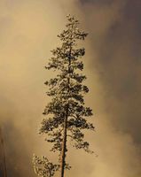 Frosty Lodgepole. Photo by Dave Bell.