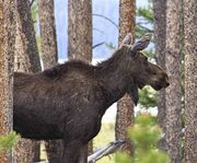 First Weekend In June--Upper Green, Glimpse Lake Trail and Wyoming Range