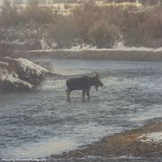Sublette County Moose--October 19, 2016