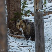 48-Hours In Yellowstone.