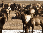 Elk, Sheep and Goats