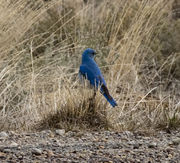 Bluebirds!