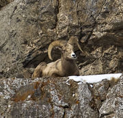 Elk Refuge In Jackson-February 5, 2013