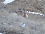 Camp Creek Sheep--February 3, 2005