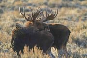 Moose Mating Encounter-October 14, 2014