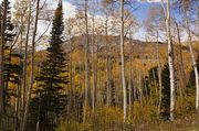 Sjoberg Creek Aspens-September 23, 2012