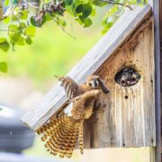 American Kestrel