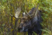 Grand Teton Color-September 30