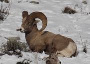 Some Snowmobiling, Scenery and Wildlife in Mid December, 2006