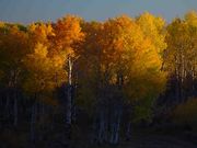 Aspens Above Spring Creek Park