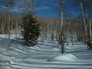 Aspen, Meadow and Snow