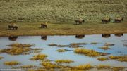 First Trip To Yellowstone--April Fool Day!