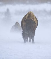 Upper Hoback Snowstorm