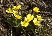 Spring In Boulder Canyon--May 4, 2008