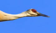 Early April Sandhills, Bluebirds, Turkeys, Hawks and Scenery.  Yep, Even Turkeys!