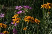 Fields Of Wildflowers In Route To Roaring Fork Valley