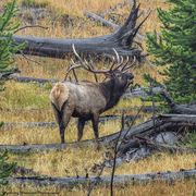 Yellowstone