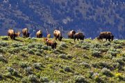 A Day In The Grand Teton Park Area--Early June, 2013