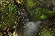 Water, Moss and Leaves