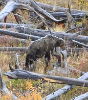 Bears In Yellowstone--Yellowstone Photo Safari, 2013