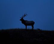 Annual Yellowstone Photo Safari