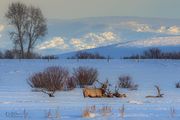 Wintering Elk And Sunset Light--January 27