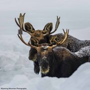 Wintering Moose