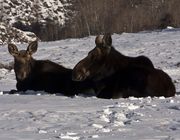 Moose and Moon-January 5, 2011