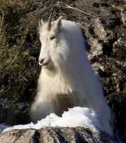 Snake River Canyon Mountain Goats