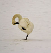 The Hidden Swan Pond