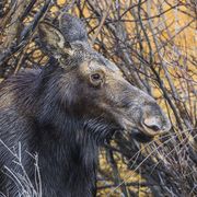 The Moose On Duck Creek And Other Stuff