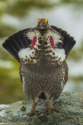 Blue Grouse Encounter-May 3