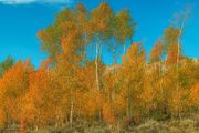 Early Fall In Sublette County-Sept 11